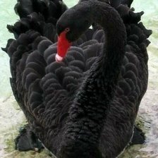 Схема вышивки «лебедь»