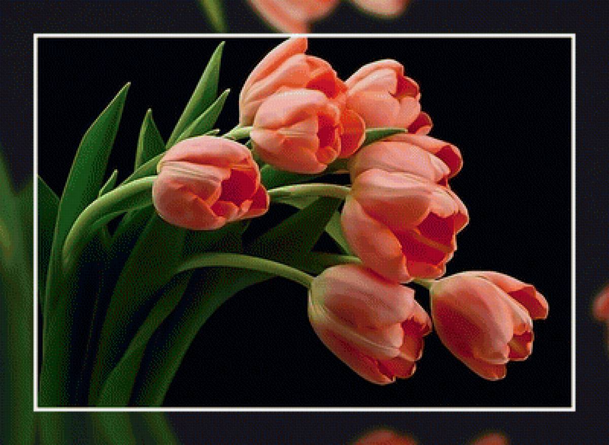 Тюльпаны. - цветы, букет, тюльпаны. - предпросмотр