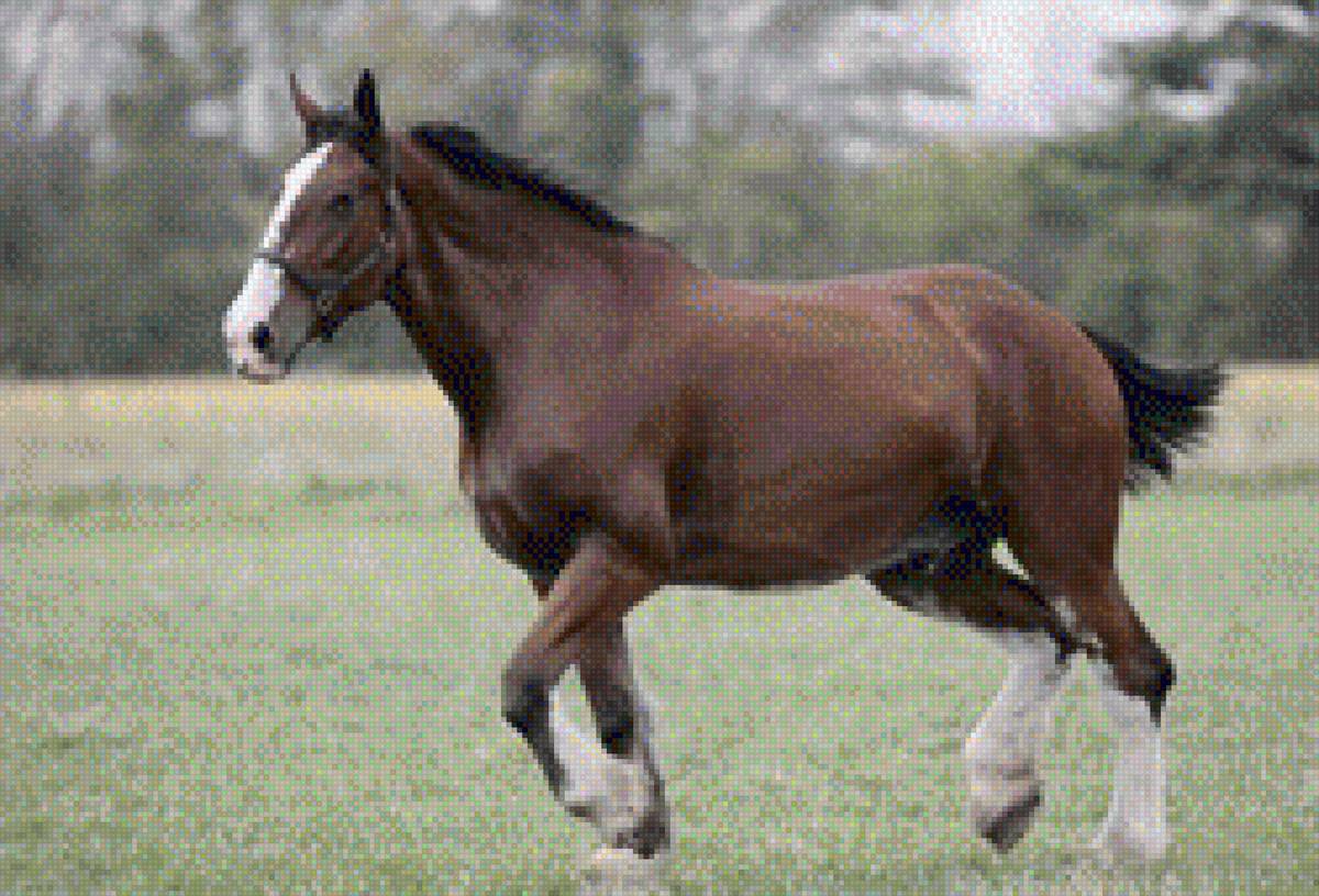 ყავისფერი ცხენი - ცხენი - предпросмотр