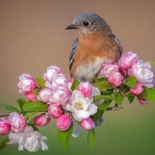 Схема вышивки «птица»