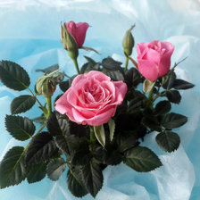 Схема вышивки «розы»