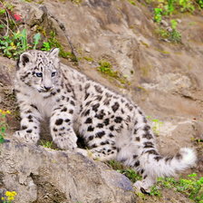 Схема вышивки «детеныш барса»