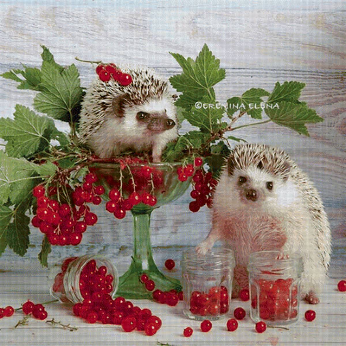 ежи - предпросмотр