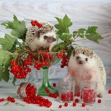 Схема вышивки «ежи»