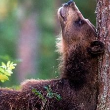 Схема вышивки «МЕДВЕДЬ»