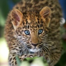 Схема вышивки «ЛЕОПАРД»