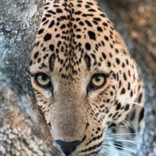 Схема вышивки «ЛЕОПАРД»