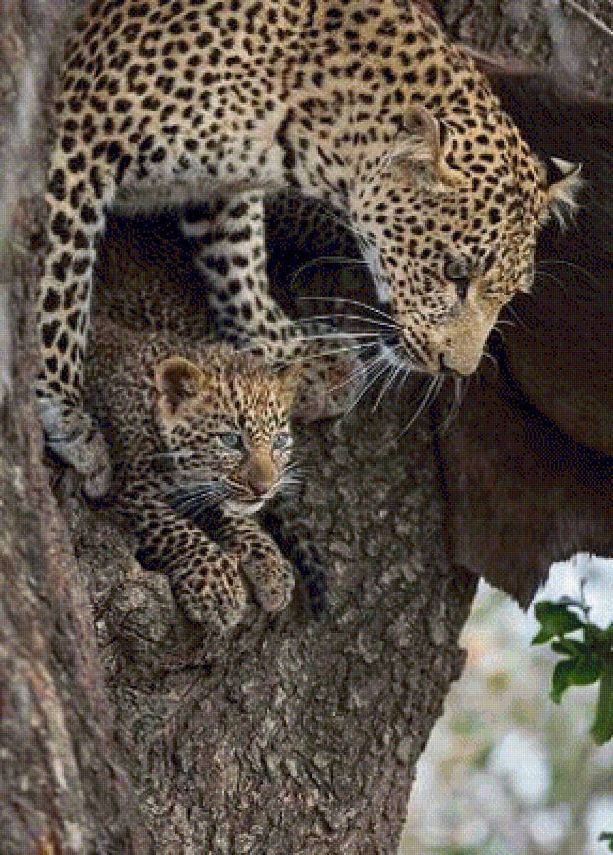 ЛЕОПАРД - природа, леопард, дикие животные - предпросмотр