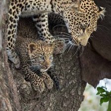 Схема вышивки «ЛЕОПАРД»