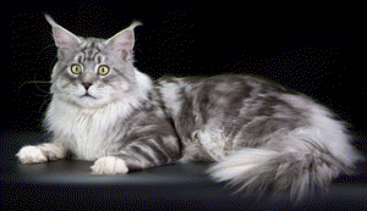 Мейн-кун - кот - предпросмотр