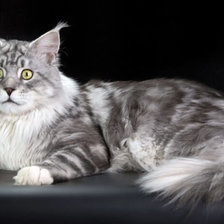 Схема вышивки «Мейн-кун»