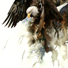 Орел худ. P. Williams