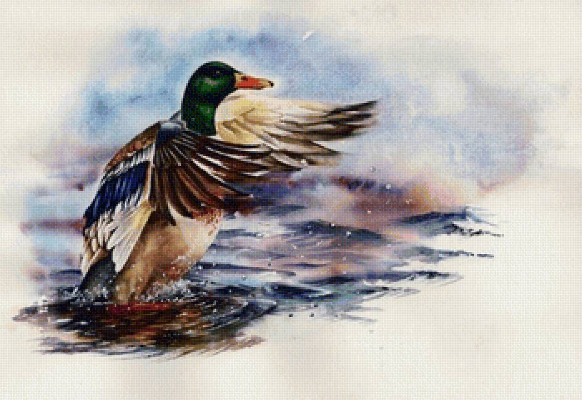 Утка худ. P. Williams - птицы - предпросмотр