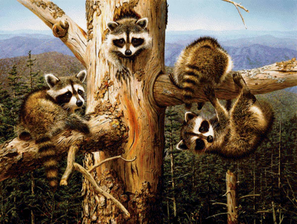 №1951126 - животные, еноты - предпросмотр