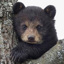 Схема вышивки «Медвежёнок»