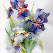 Схема вышивки «ирисы»