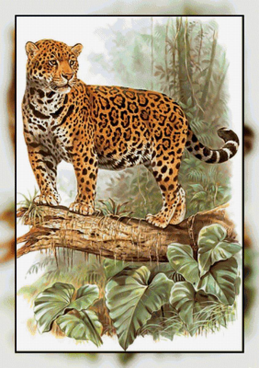 Серия " Кошачьи" Роберт Даллет. - хищник, животные., леопард - предпросмотр