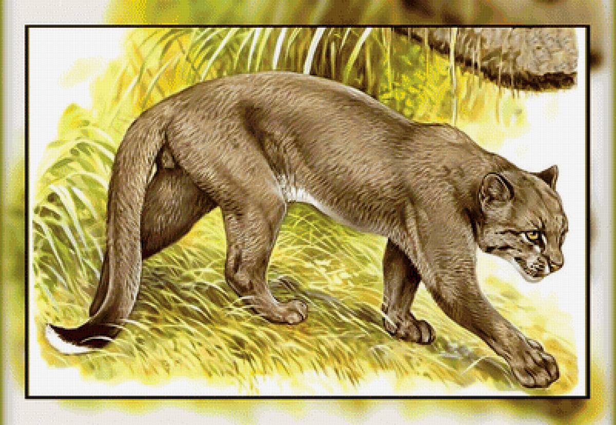 Серия " Кошачьи" Роберт Даллет. - пума, хищник, животные. - предпросмотр