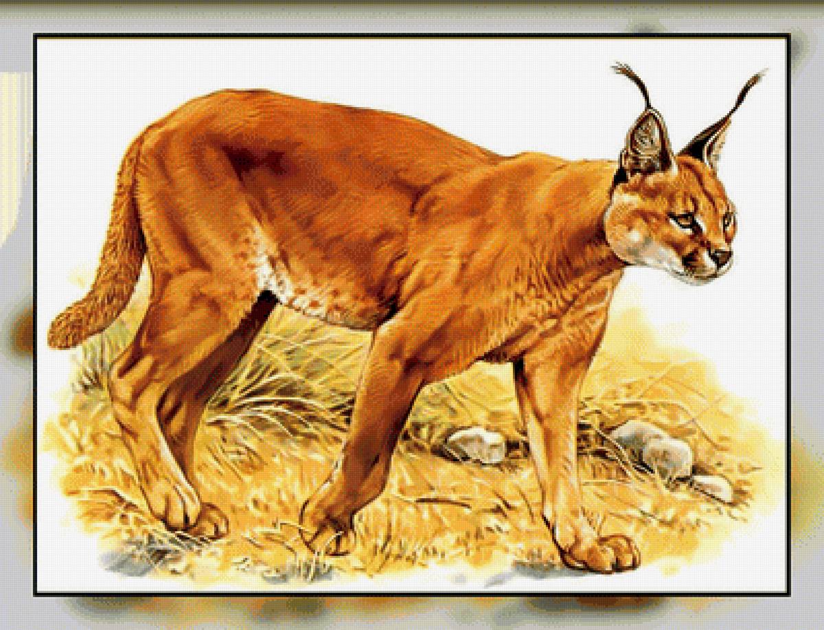 Серия " Кошачьи" Роберт Даллет. - рысь, животные., хищник - предпросмотр