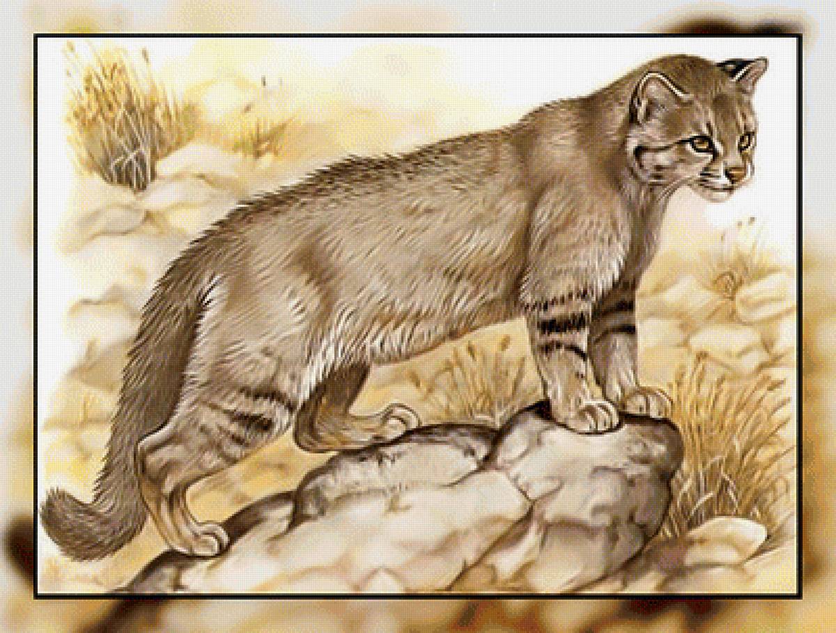 Серия " Кошачьи" Роберт Даллет. - животные., хищник, большая, кошка - предпросмотр