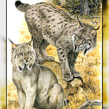 Схема вышивки «Серия " Кошачьи" Роберт Даллет.»