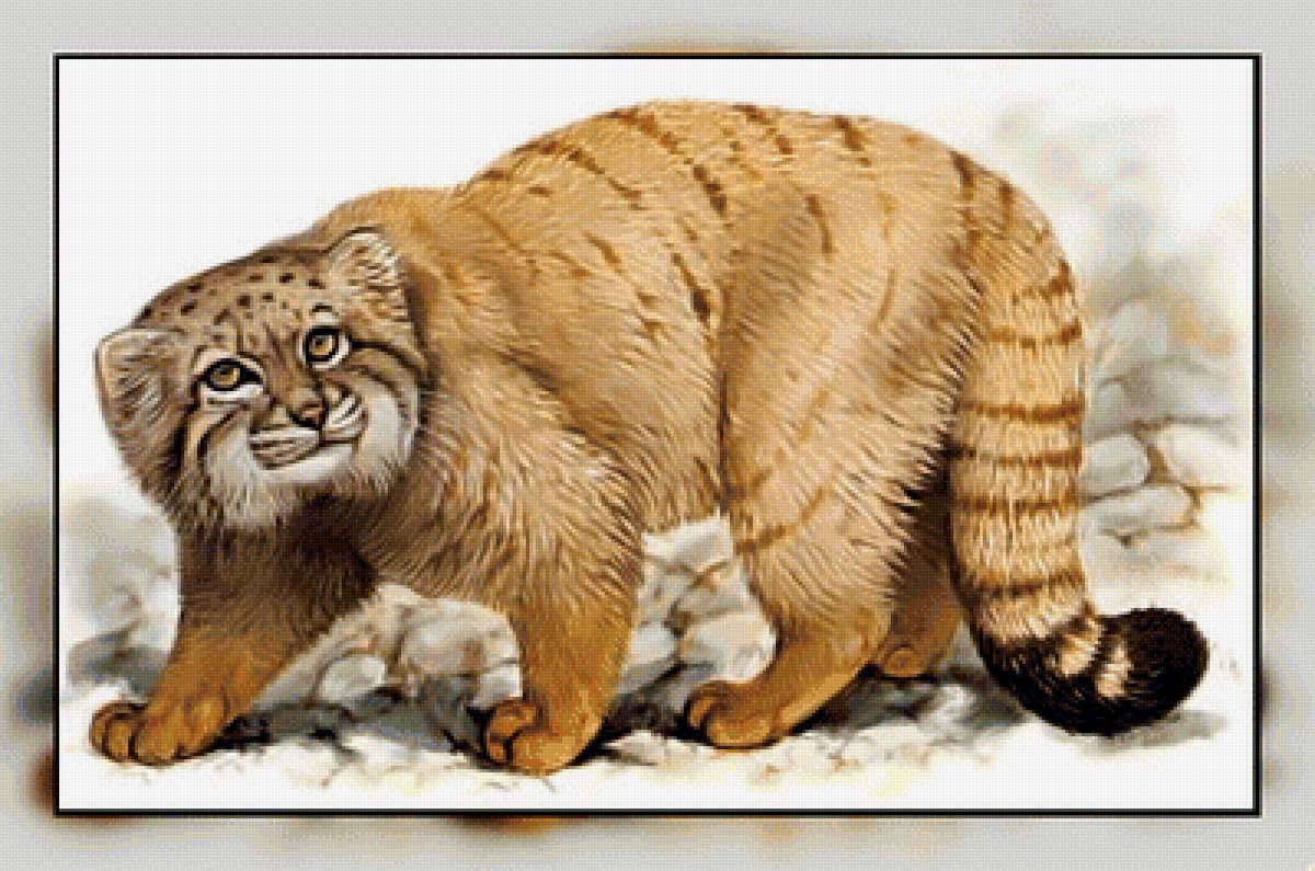 Серия " Кошачьи" Роберт Даллет. - манул, животные., хищник - предпросмотр