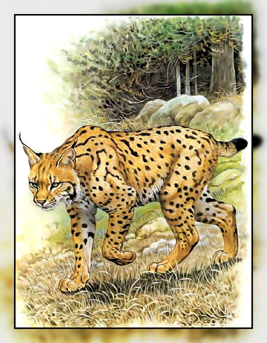 Серия " Кошачьи" Роберт Даллет. - кошка, большая, хищник, животные. - оригинал