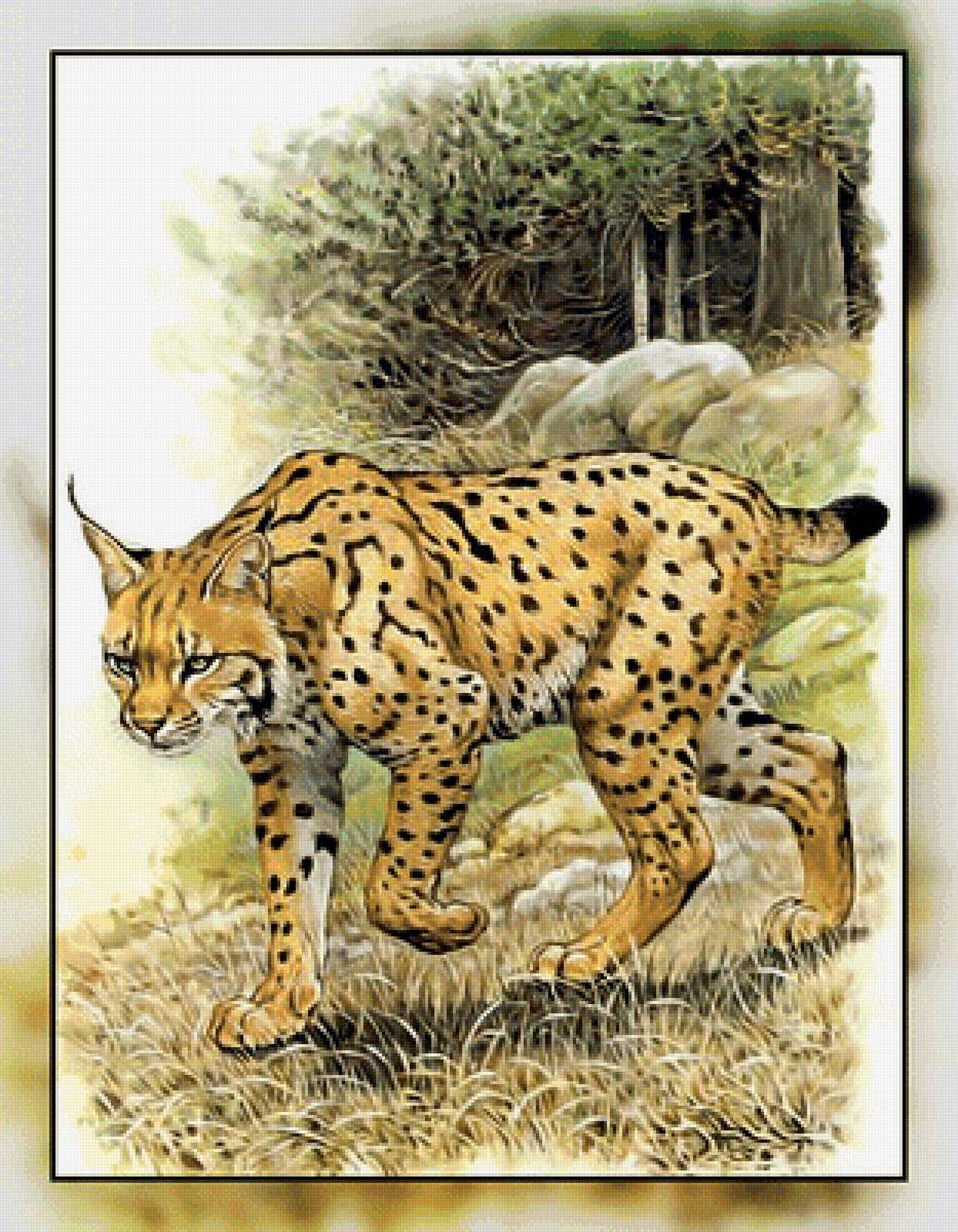 Серия " Кошачьи" Роберт Даллет. - животные., хищник, кошка, большая - предпросмотр