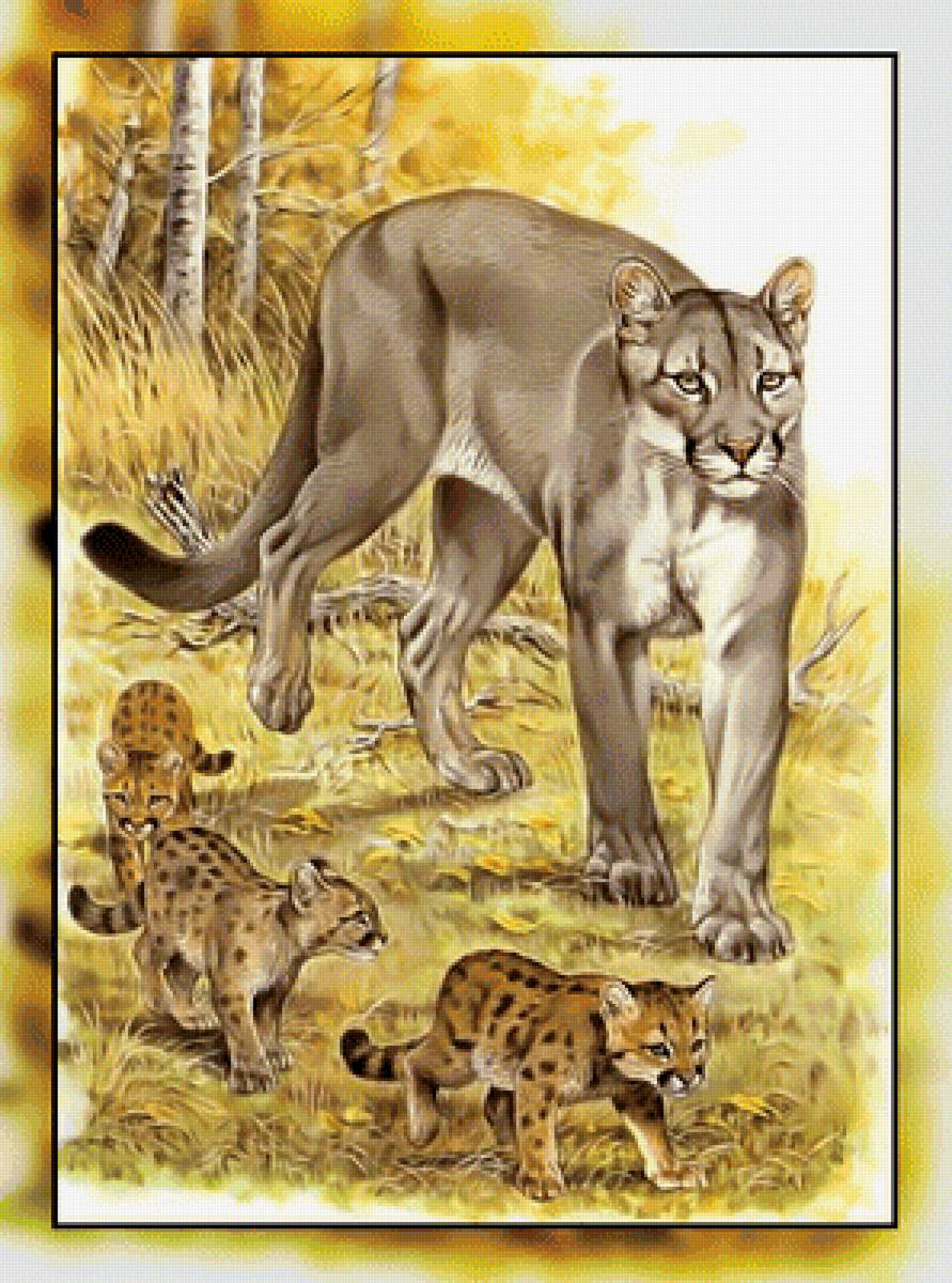 Серия " Кошачьи" Роберт Даллет. - животные, котята., пума, хищник - предпросмотр