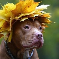 Схема вышивки «пес»