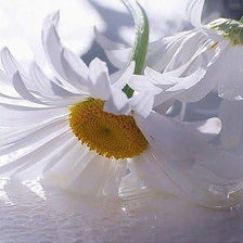 Схема вышивки «ромашка»