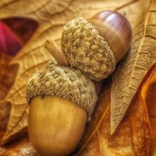 Схема вышивки «ДАРЫ ПРИРОДЫ»