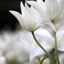 Схема вышивки «Цветы»