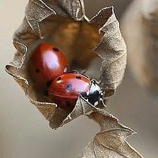 Схема вышивки «Божья коровка»