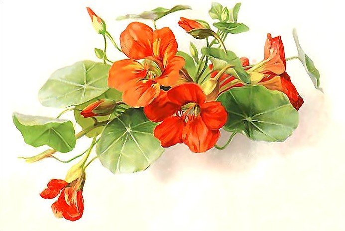 НАСТУРЦИЯ - настурция - оригинал