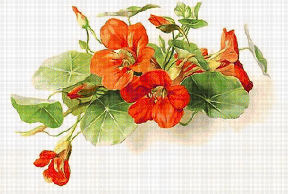 НАСТУРЦИЯ - настурция - предпросмотр