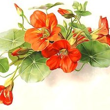 Схема вышивки «НАСТУРЦИЯ»