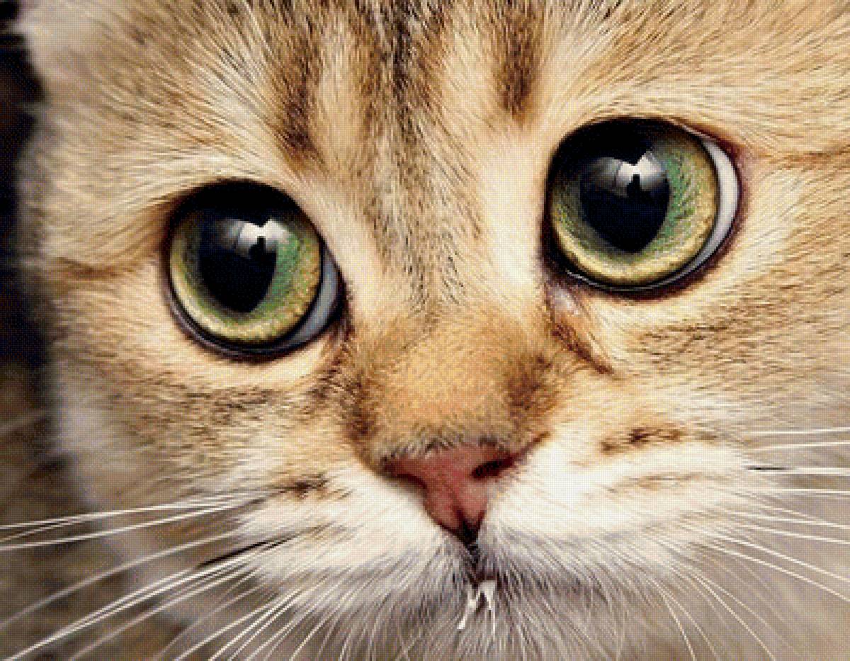 531 - предпросмотр