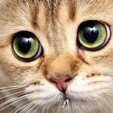 Схема вышивки «531»