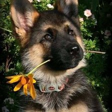 Схема вышивки «534»