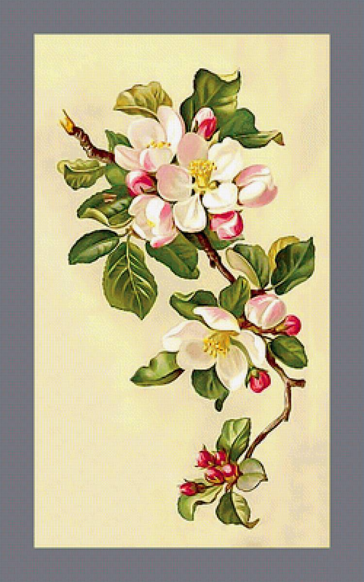 Яблоневый цвет - ветка, цветы, флора - предпросмотр