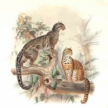 Схема вышивки «мир животных»