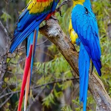 Схема вышивки «Попугаи»