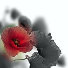 Схема вышивки «Маки»