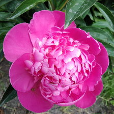 Схема вышивки «Пион»