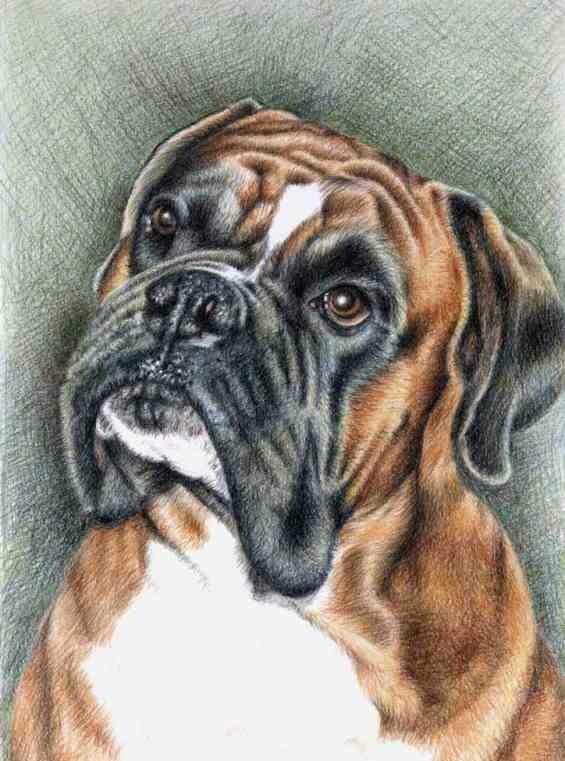 bokseris - vita.s - оригинал