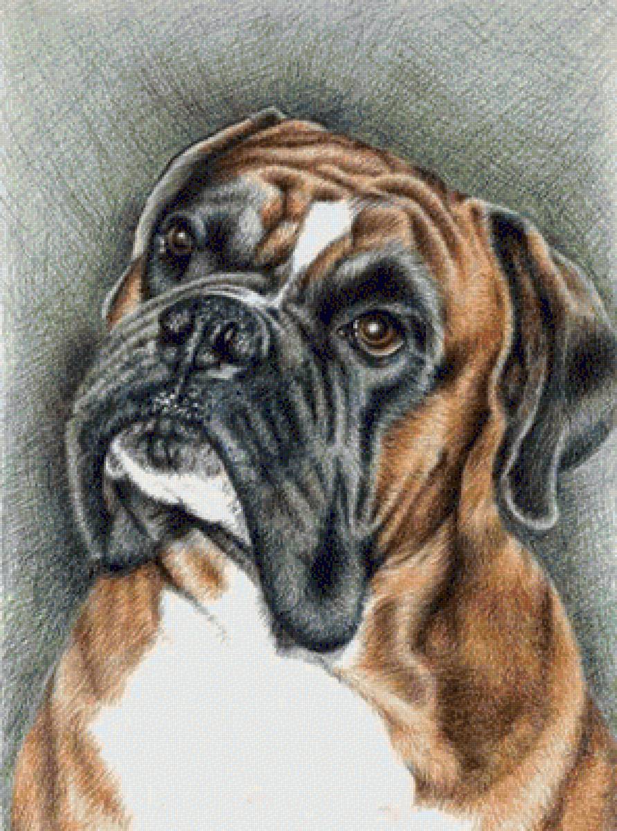 bokseris - vita.s - предпросмотр