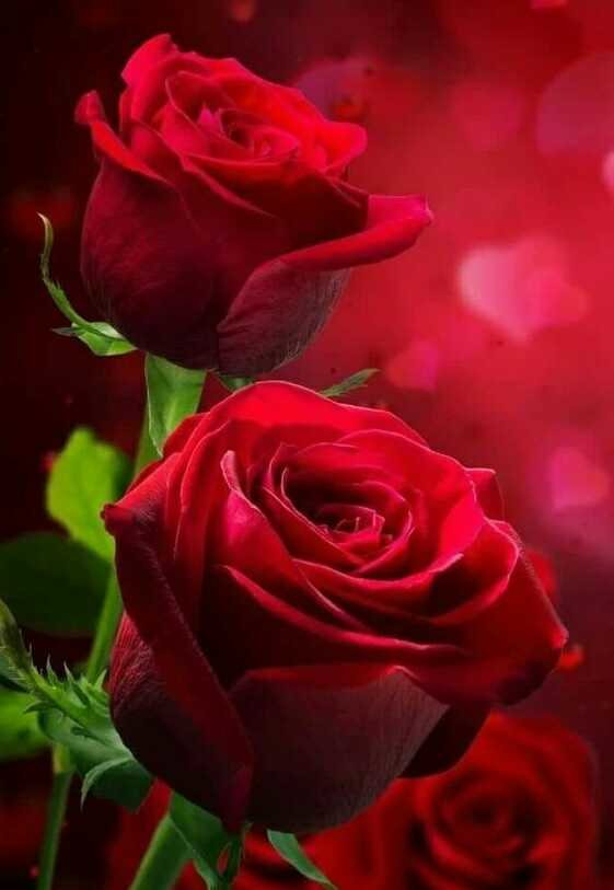 rozes - vita.s - оригинал