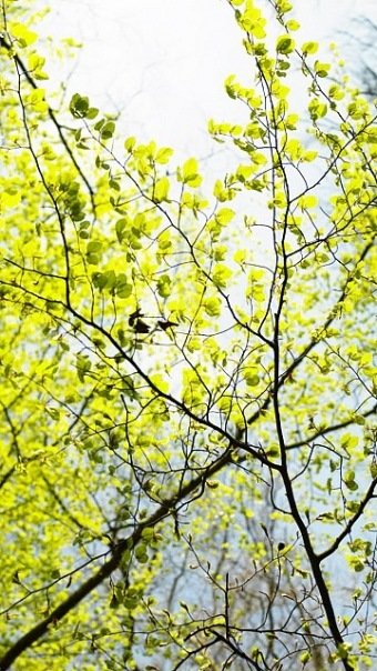 Зелень - оригинал