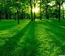 Схема вышивки «Лес»